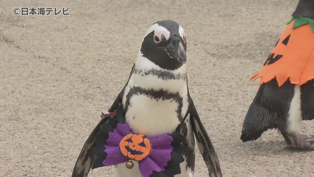 本当かわいい」 ハロウィーン仕様の衣装を身に着けたペンギンがお散歩 島根県松江市（2024年10月30日掲載）｜日テレNEWS NNN