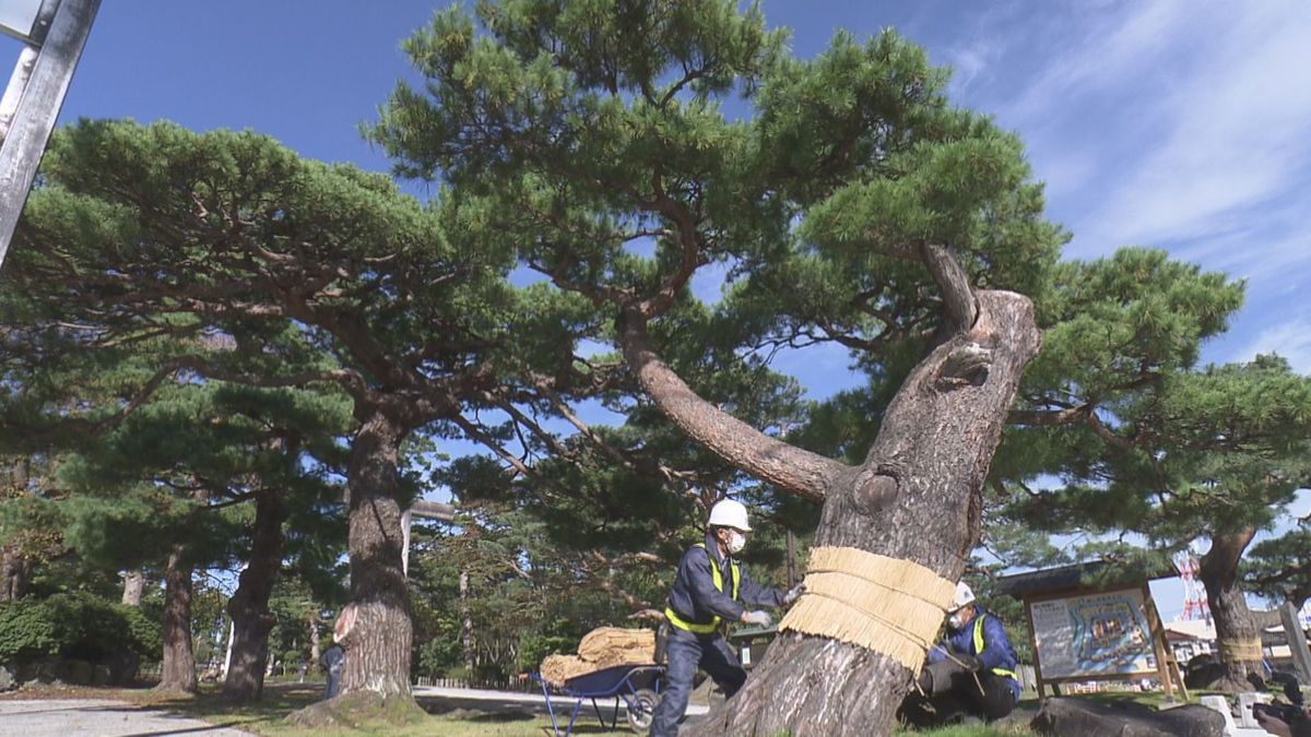 二十四節気「霜降」山形県内一番の冷え込み　鶴岡公園では冬支度マツの「胴巻き」　