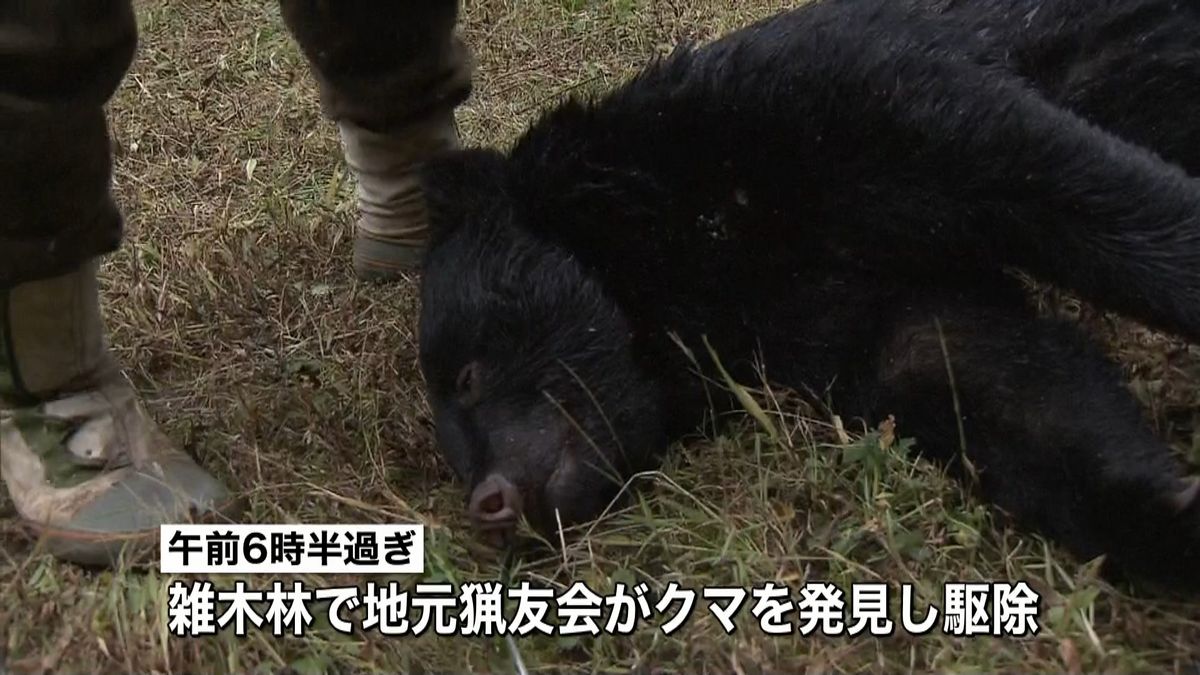 東京・青梅市でクマの目撃相次ぐ　２頭駆除
