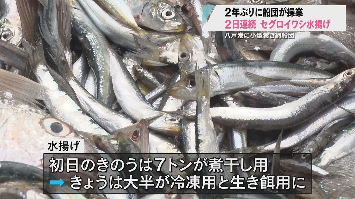 煮干しなどの原料になるセグロイワシ36トン水揚げ！　八戸港で唯一の小型巻き網漁船が2年ぶりに操業