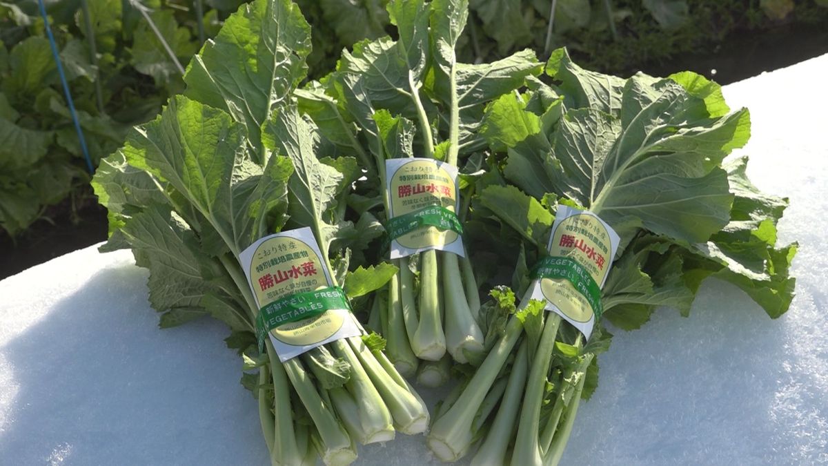 伝統野菜「勝山水菜」出荷　雪の下で寝かせ、甘み増す　3軒の農家で栽培　勝山市郡地区