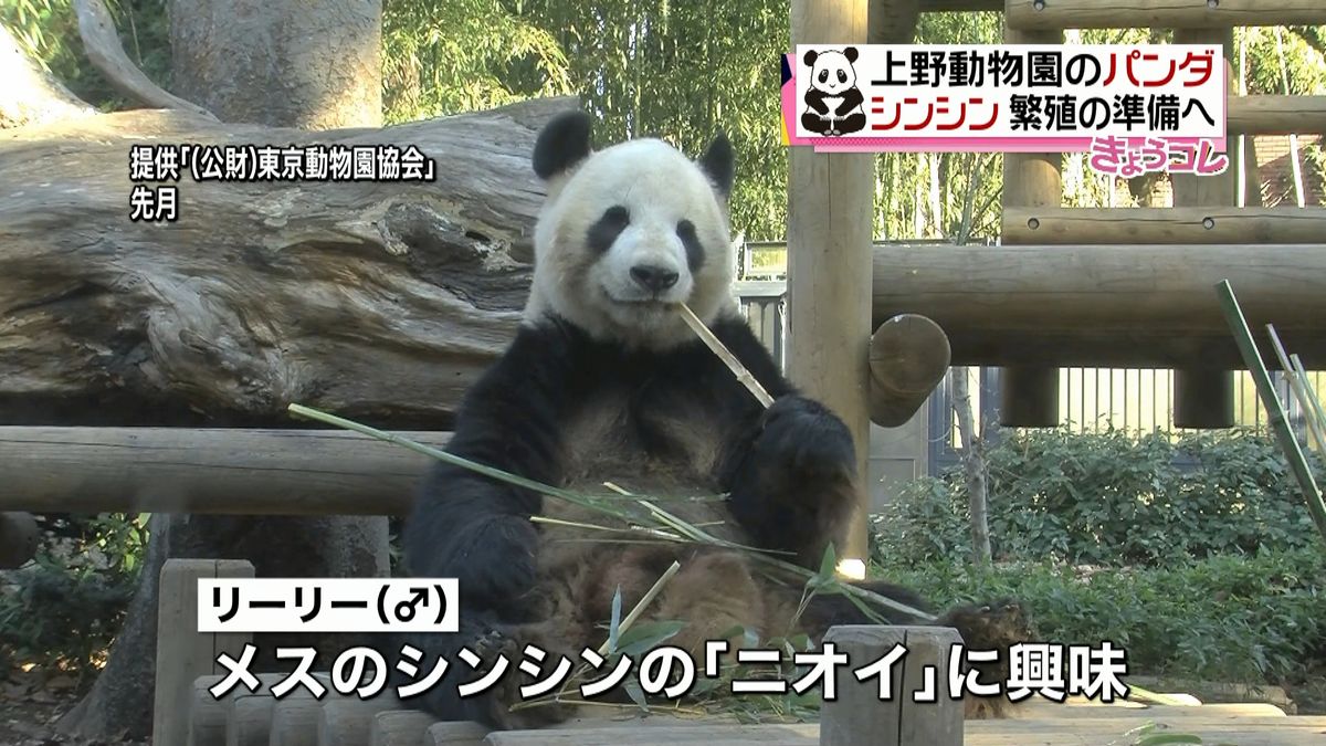 上野動物園のパンダに発情兆候　繁殖準備へ