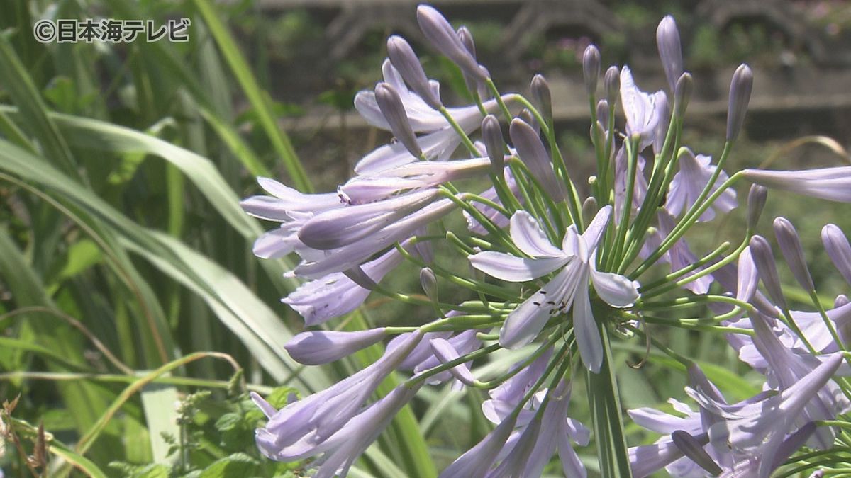 “愛の花・アガパンサス"が見頃　薄紫色の可憐な花びらが夏に涼しさを　鳥取県