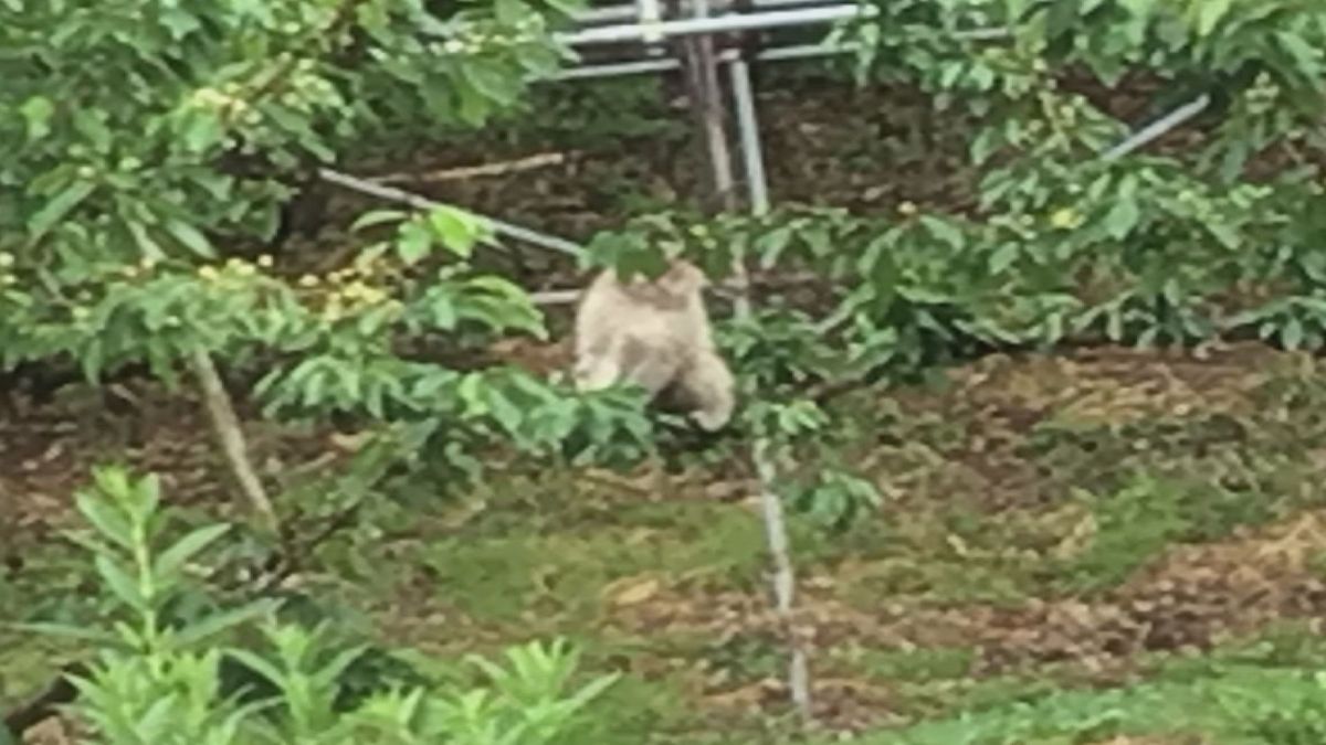 天童市で白ザル目撃　米沢市の「吾妻の白猿」の一匹が移動か　上山や新潟県境でも目撃例
