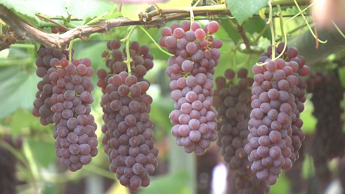 糖度は18℃以上、県内有数のブドウの産地・山形市の本沢地区で「デラウェア」の出荷始まる