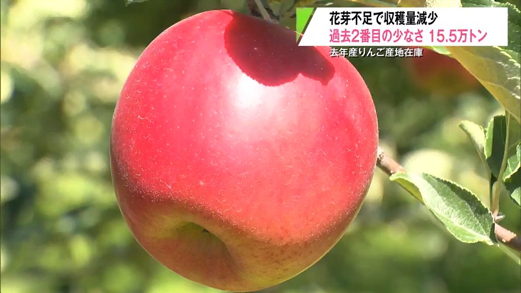 青森県産りんごの在庫　高温による花芽不足で過去2番目の少なさ