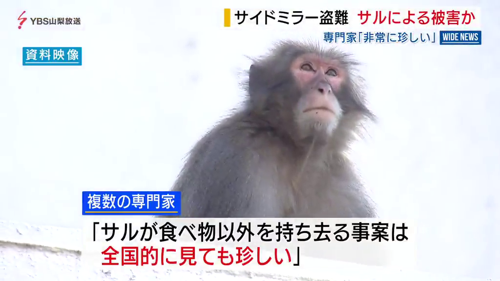 犯人はサル？車のサイドミラー盗難相次ぐ 専門家「食べ物以外の持ち去り珍しい」山梨