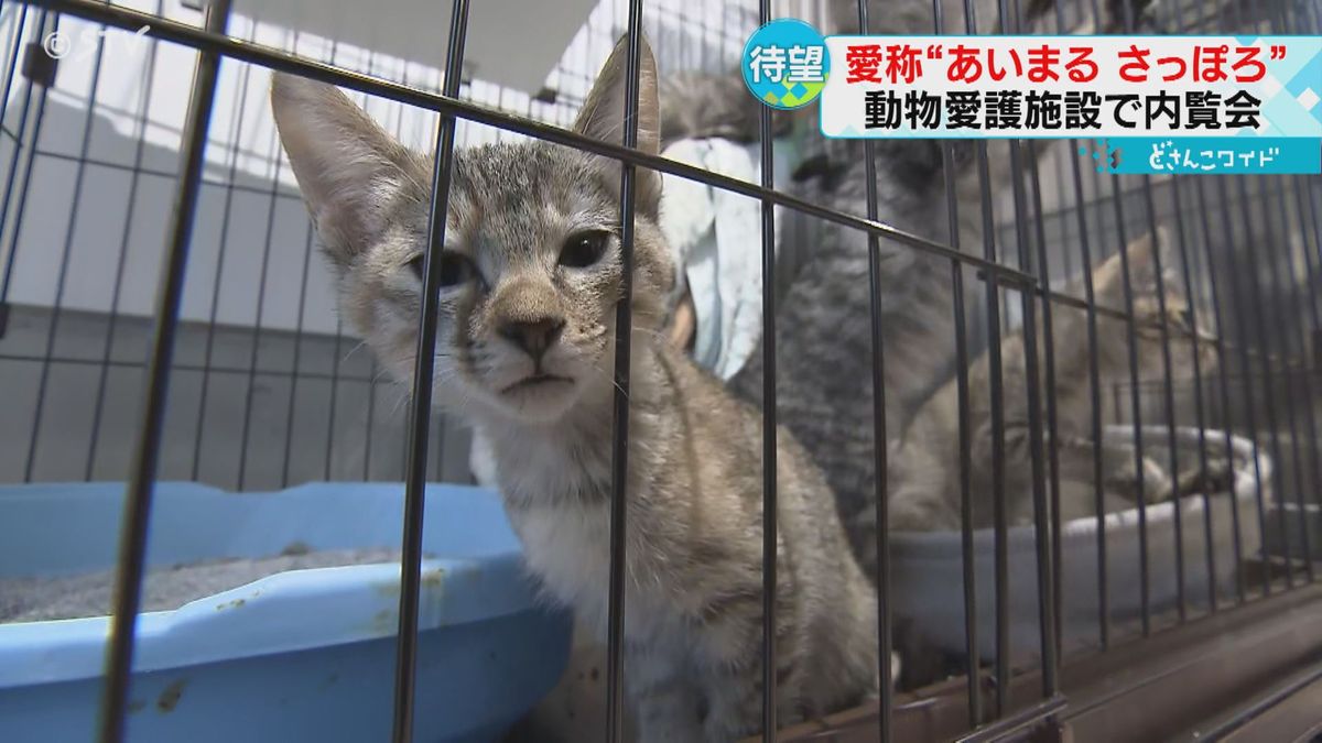 犬や猫が遊べるスペースも　“動物愛護”の新施設「あいまる　さっぽろ」完成　札幌市