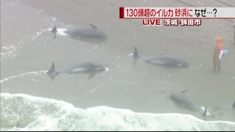 １３０頭超のイルカが砂浜に…　鉾田市
