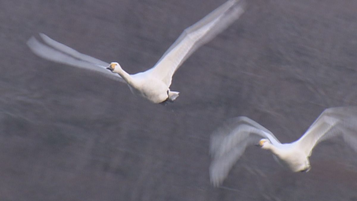 ハクチョウの「北帰行」始まる　山形県内に春の足音近づく　気温も上昇へ