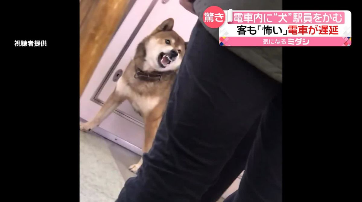 電車内に犬が迷い込み…遅延　駅員がかまれる