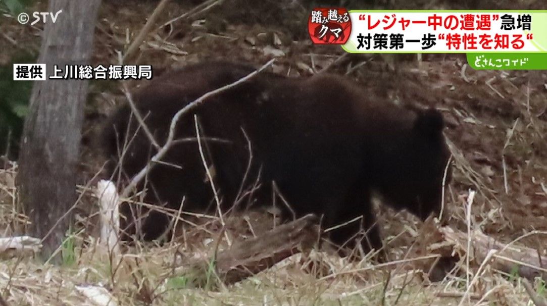 朱鞠内湖で目撃されたクマ