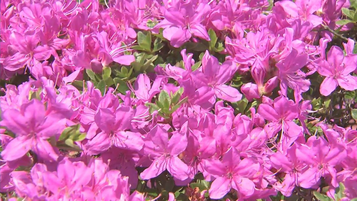 日出町　ミヤマキリシマ見ごろ　登山客が群生したピンクの花を楽しむ大分　