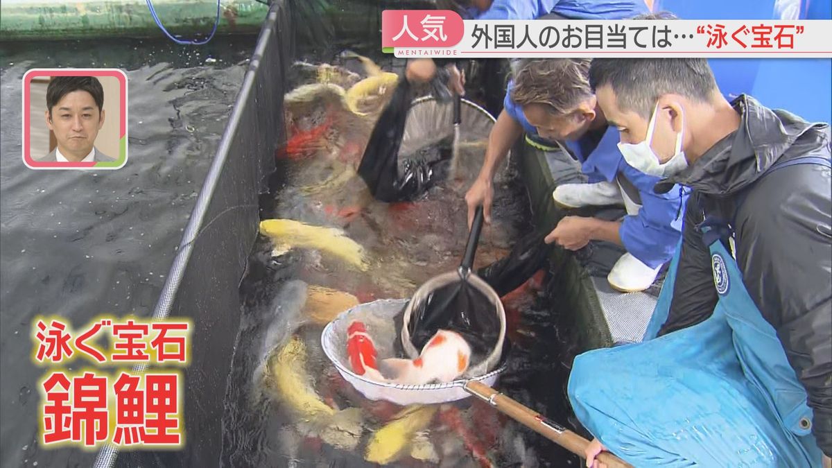 海外でも人気！“泳ぐ宝石”錦鯉の展示即売会で外国人バイヤーから熱視線　福岡県久留米市