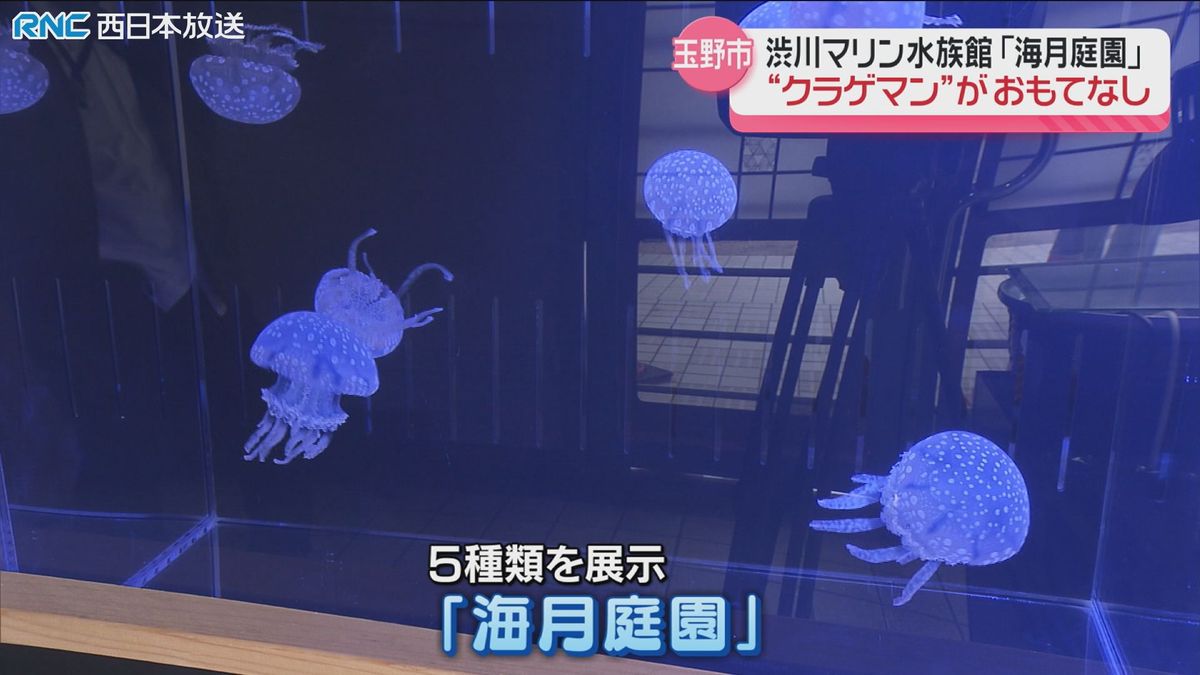 「クラゲマン」が発信！渋川マリン水族館の「ディープな魅力」