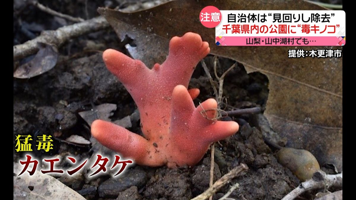 “最強の毒キノコ”千葉県内の公園で確認
