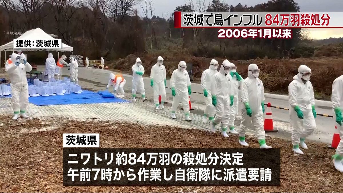 茨城で鳥インフル　約８４万羽を殺処分へ