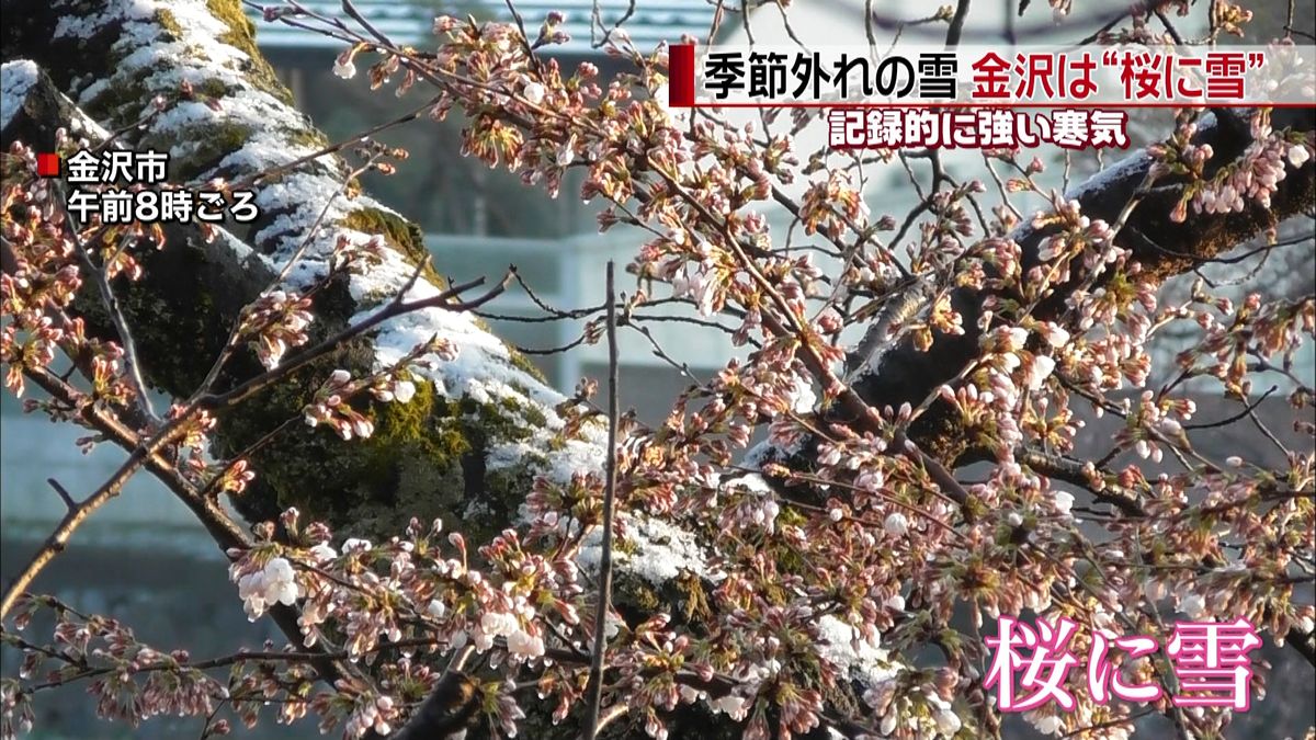 真冬の寒気で季節外れ…金沢では“桜に雪”