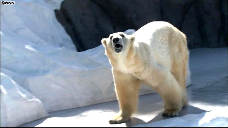 北極圏の“野生”再現…上野動物園に新施設