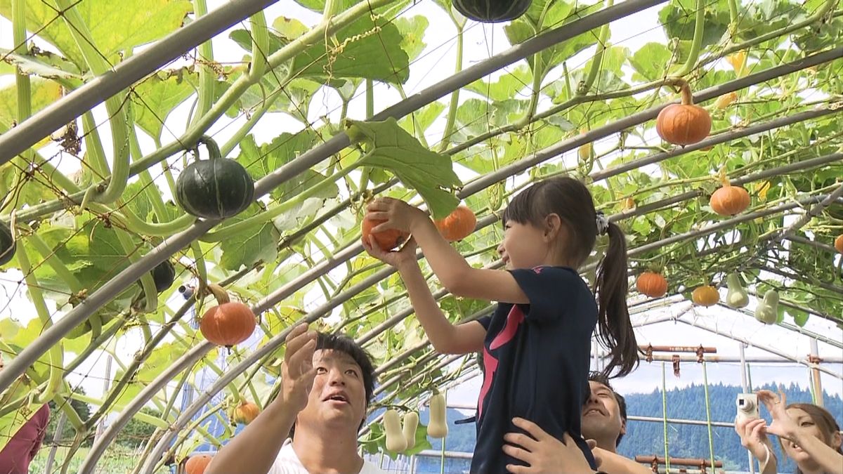 「空飛ぶかぼちゃ」園児たちが収穫　青森