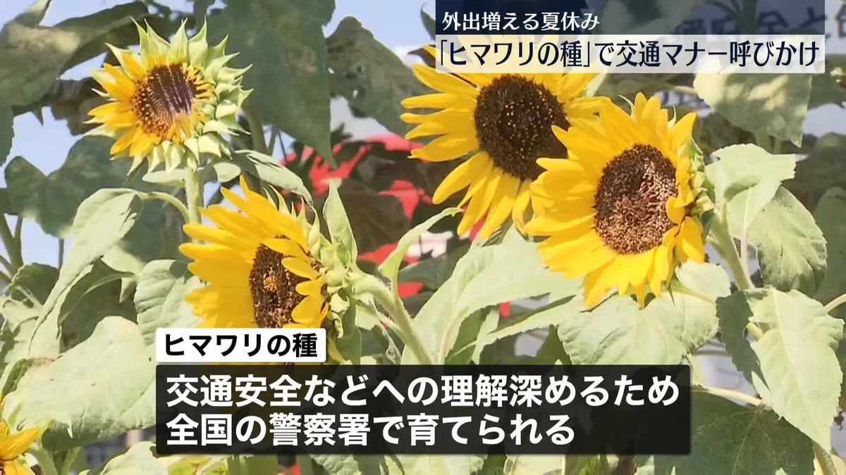 「ヒマワリの種」配り、交通マナー向上呼びかけ　埼玉県警