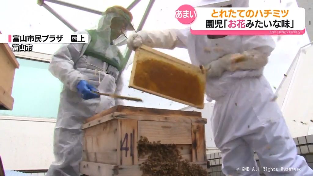 ビル屋上で養蜂　園児がとれたてのハチミツ味わう　富山市