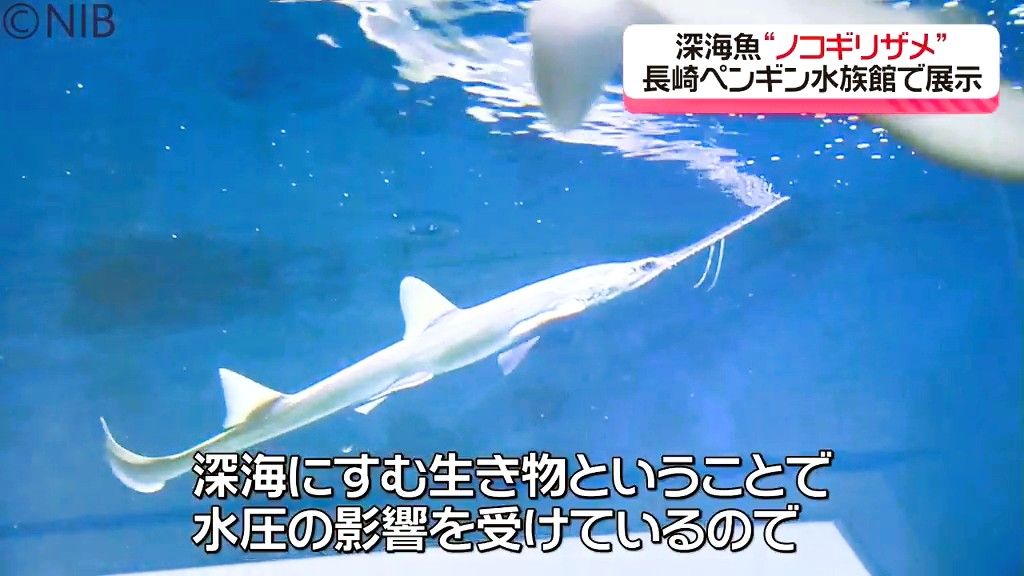 餌付け困難「ノコギリザメ」 展示開始の水族館で “お口にあ－んと与える” エサやりに成功《長崎》