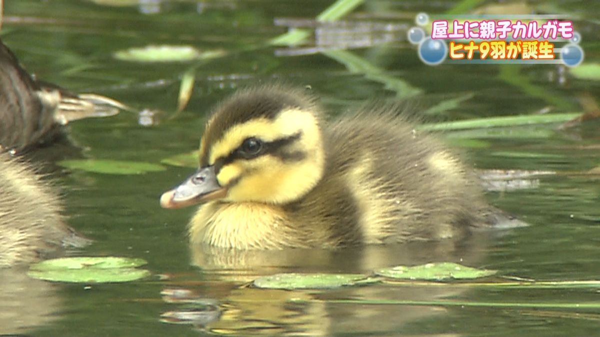 屋上庭園に親子カルガモ　ヒナ９羽が誕生