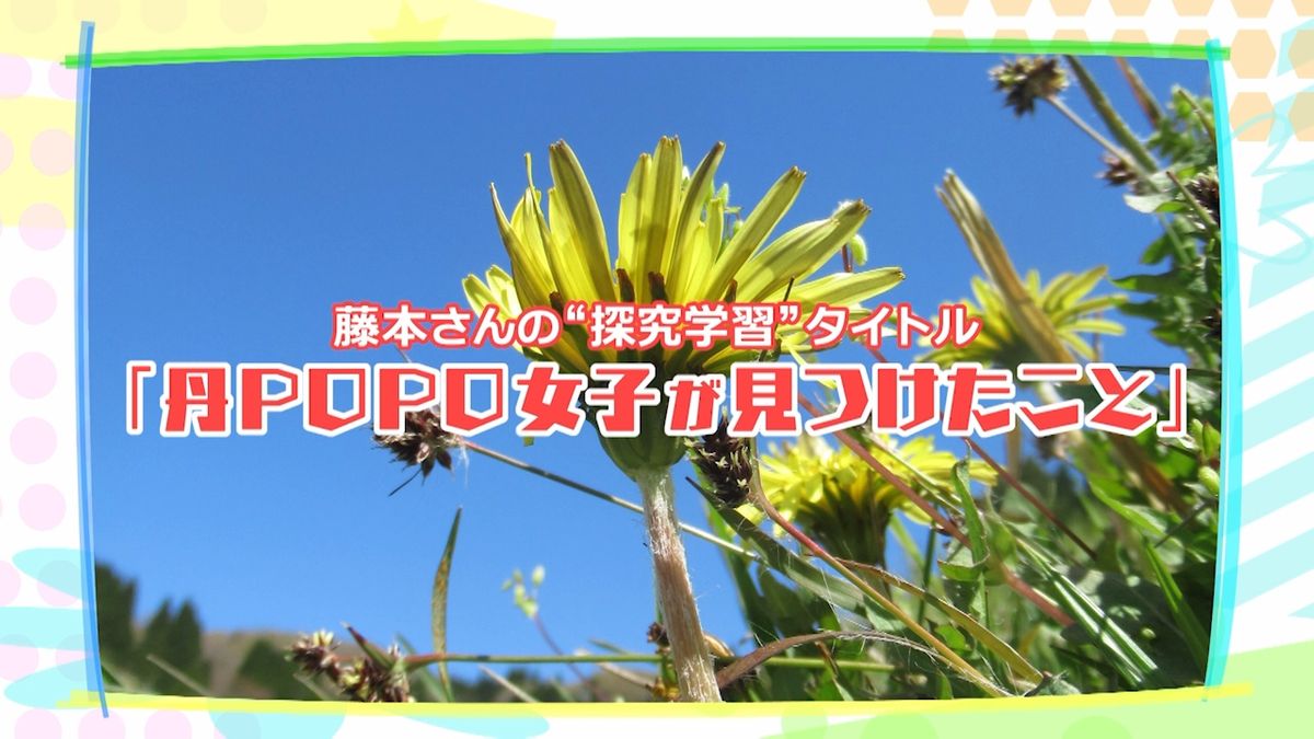 京都・丹後地方で在来種のタンポポの生態を探究 「丹POPO女子が見つけたこと」【ちゃれんじ探究クラブ】