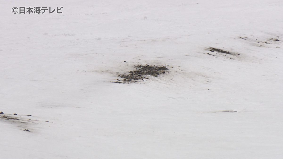 例年より“はるかに少ない”積雪量　スキー場では所々で土が…　「各旅館・レストランは大変な状況ですね」　鳥取県若桜町