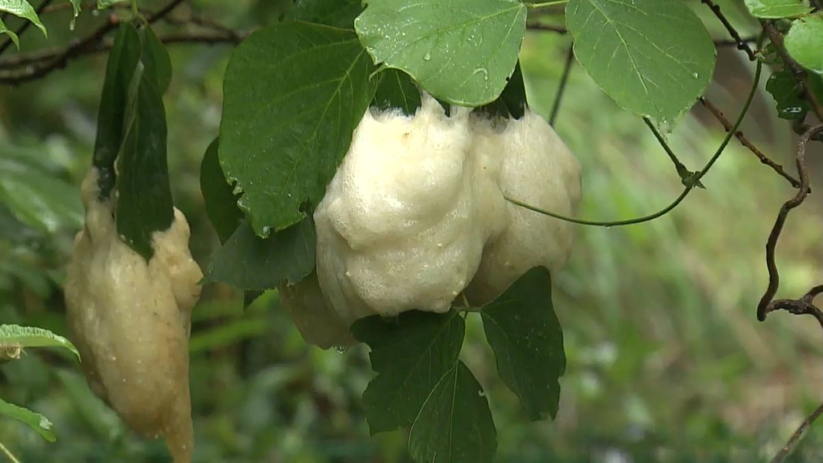 白い泡の塊…これって何？ 梅雨時期ならではの珍しい光景 地域住民も見守る 山梨県