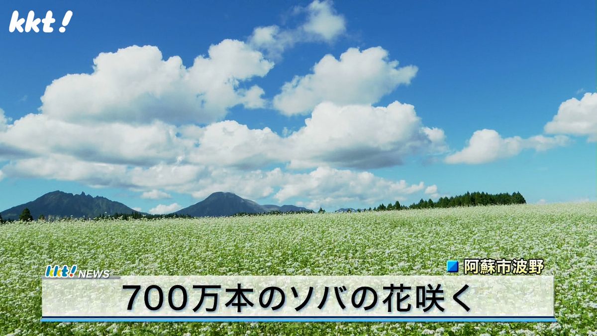 阿蘇市で一面の白い花 700万本のソバの花咲く　新そばは11月上旬から