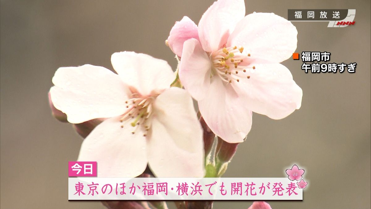 東京、福岡、横浜でサクラの開花発表