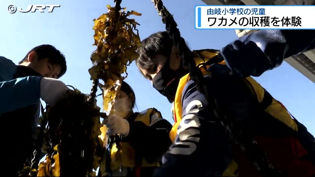 小学生がワカメの収穫体験をして地元の特産品についての理解を深める【徳島】