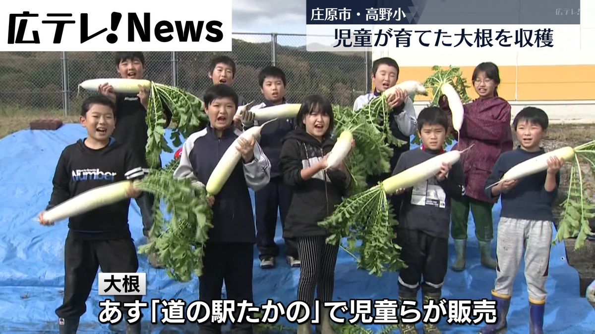 「全部抜くぞ－！」　児童が育てた大根を収穫　広島・庄原市