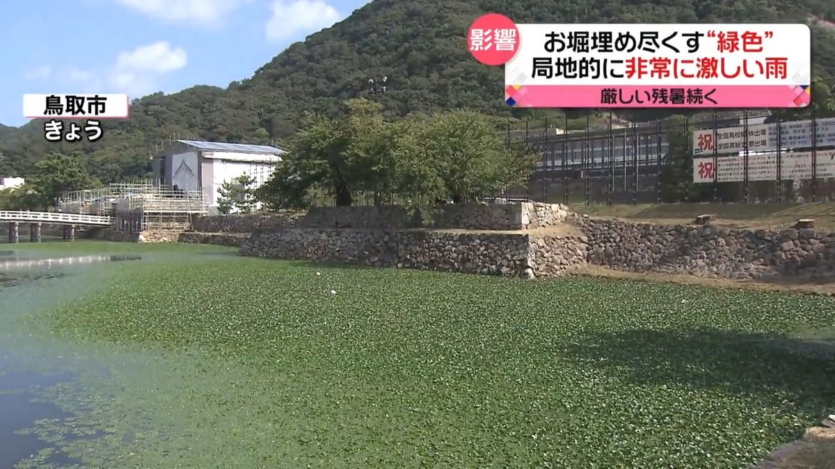 9月後半でも真夏日　残暑が影響？　鳥取城跡のお堀が緑色に…水草“大量繁殖”