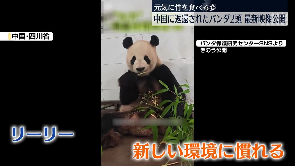 上野動物園から中国に返還のジャイアントパンダ、最新の映像を公開　2頭は元気に竹を食べる