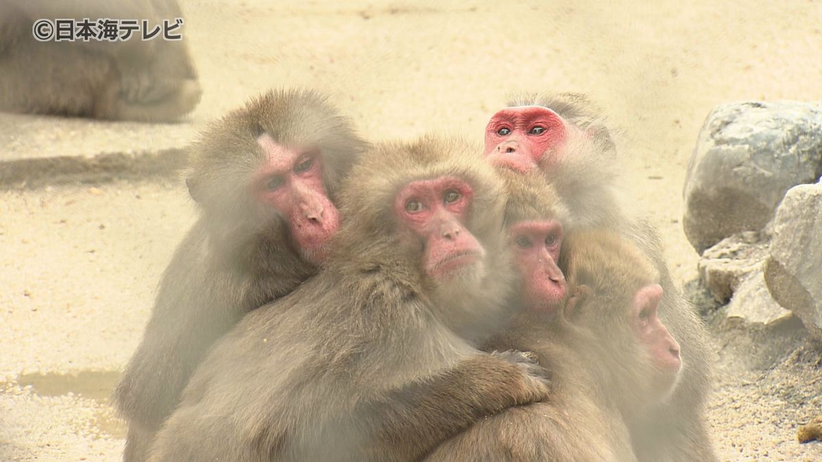 寒さをしのぐ“サル団子”　冬らしい寒さとなった山陰地方でこの時期ならではの光景　鳥取県米子市