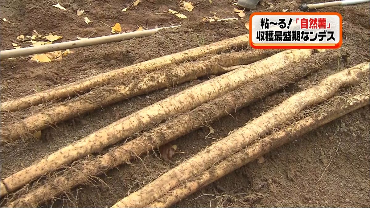 「自然薯」の収穫作業最盛期　兵庫・香美町