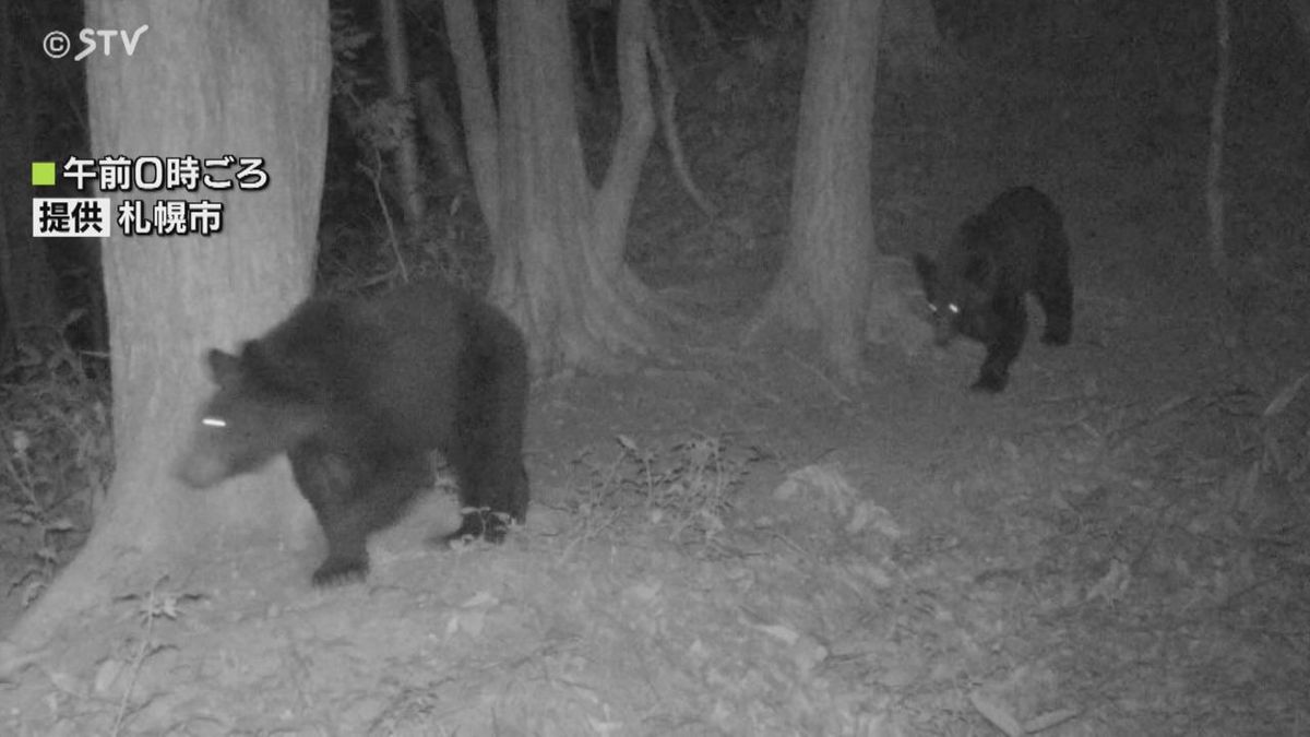 駆除されたメスのクマ　巣穴調査の２人襲った個体か　ほか２頭も近くに？　引き続き注意を　札幌