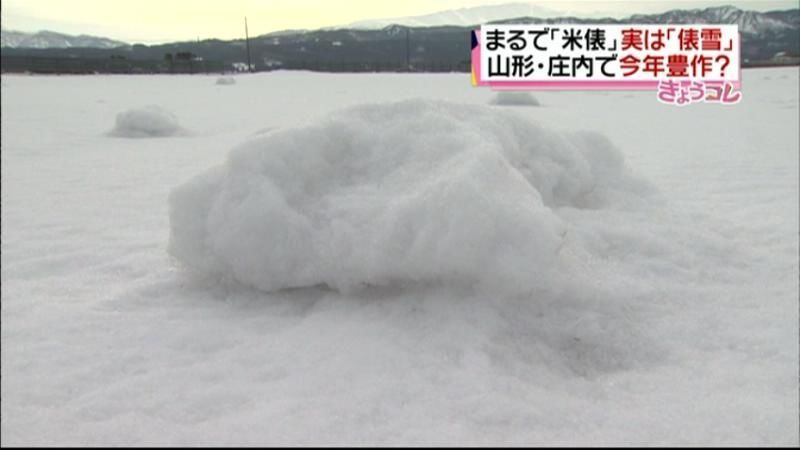 豊作の吉兆？　鶴岡市で“俵雪”を多数確認