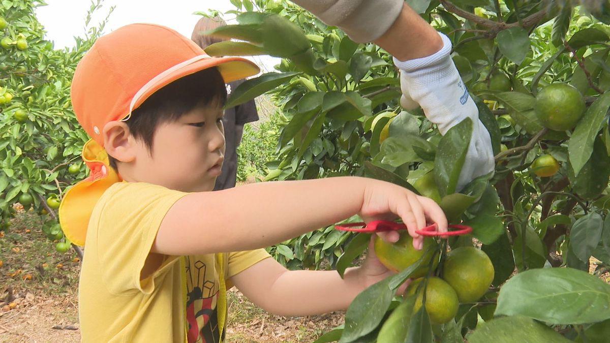 今月19日オープンの観光みかん園 子どもたちが一足早くミカン狩り楽しむ