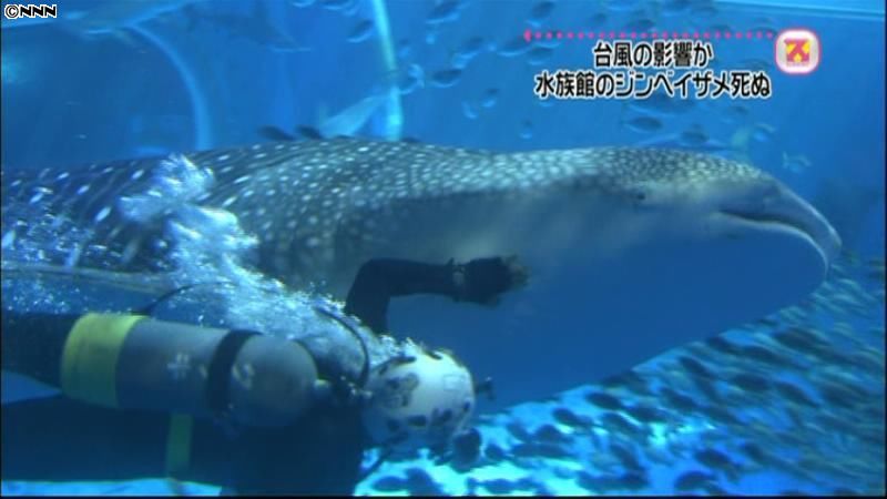 水族館のジンベエザメ死ぬ　台風の影響か
