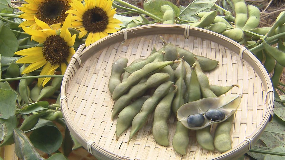 黒大豆枝豆「京　夏ずきん」出荷ピーク　秋に収穫される「紫ずきん」を品種改良　京都・福知山市