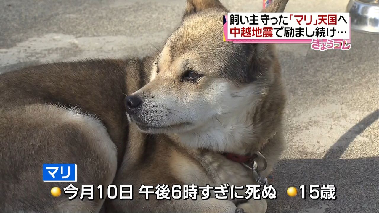 中越地震で飼い主ら守った犬のマリが死ぬ｜日テレNEWS NNN