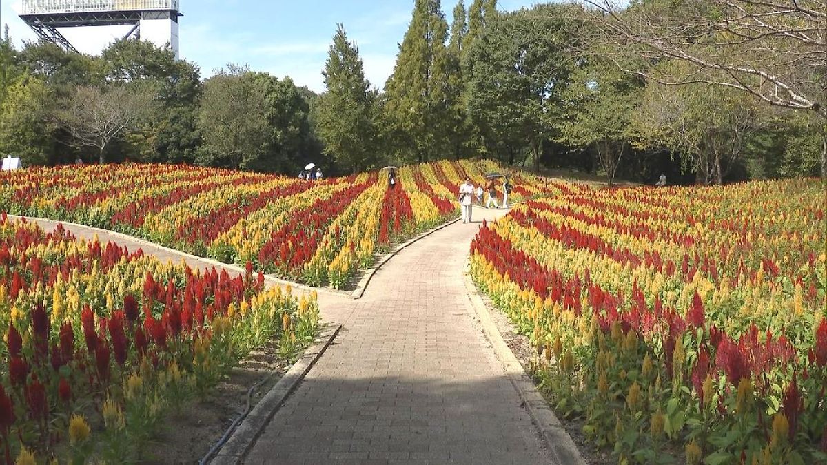 秋の訪れを告げる花｢ケイトウ｣ 　約3万株鮮やかに咲く　ニワトリのトサカに花の形が似ていることが命名の由来　岐阜・可児市「ぎふワールド・ローズガーデン」