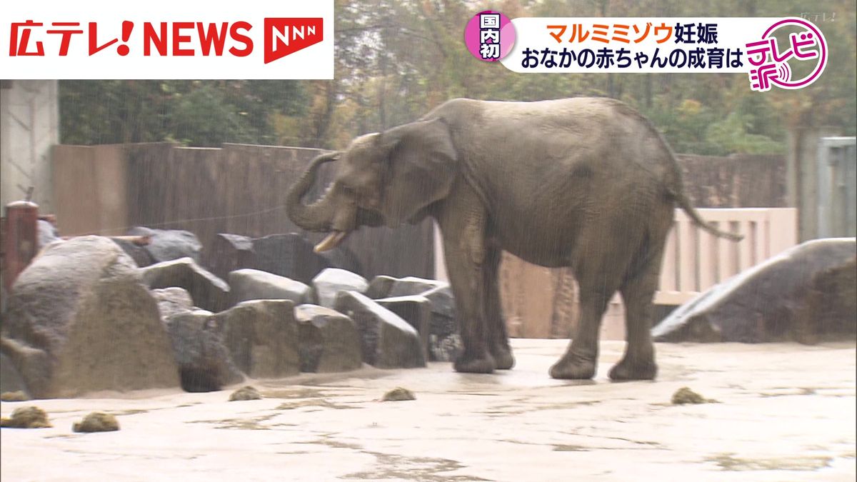 国内初の妊娠が確認されたマルミミゾウ出産へ　命をつなぐ新たな挑戦　広島・安佐動物公園