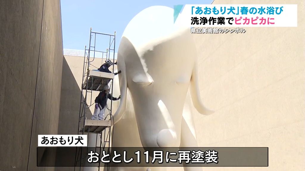 年に一度の水浴びでピカピカに　奈良美智さんの作品「あおもり犬」青森県立美術館