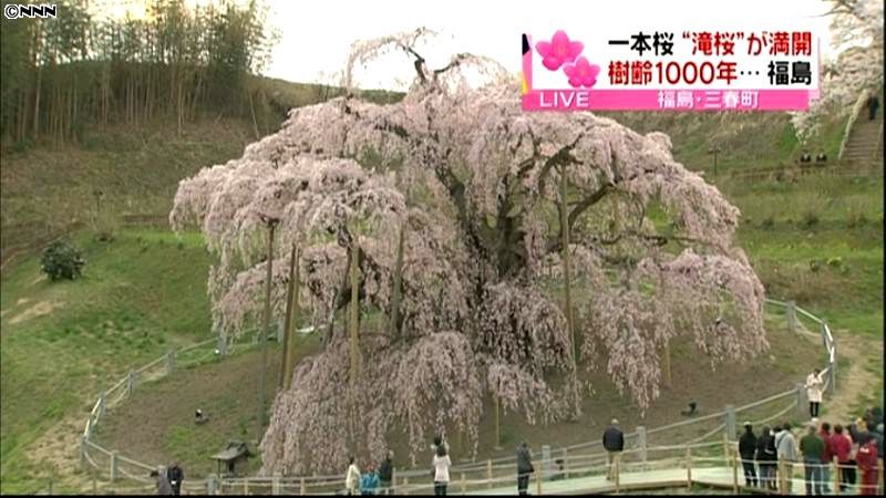 樹齢千年…一本桜「滝桜」が満開　福島
