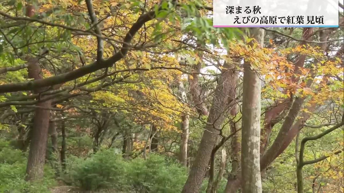 えびの高原の紅葉は見頃　連休序盤は大雨に注意